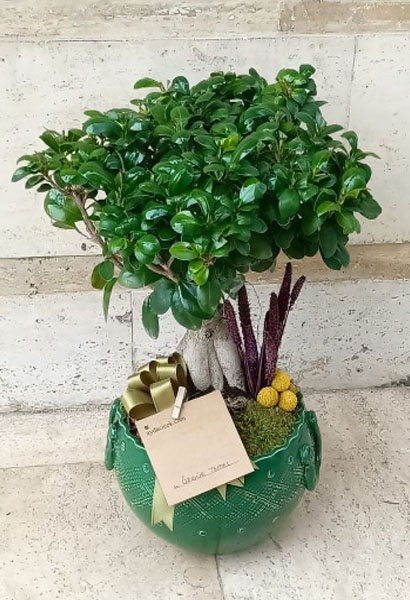 Bonsai