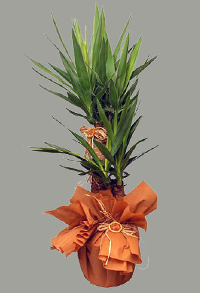 2’li yucca
