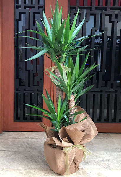 3’lü yucca