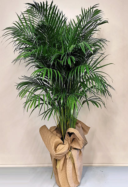 Areca