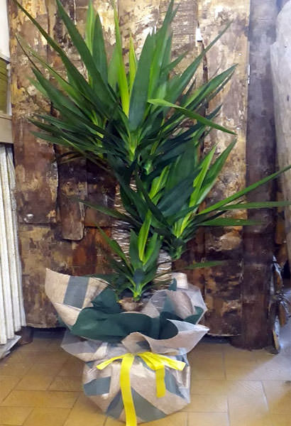 4’lü yucca